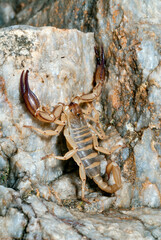 Griechischer Skorpion (Iurus dufoureius asiaticus) - Rhodos, Griechenland // Greek scorpion (Iurus dufoureius asiaticus) - Rhodes, Greece