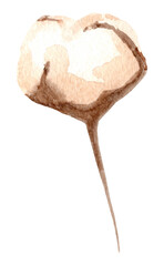 watercolor dried flowers isolated on white background. Hand drawn wildflowers illustration. Flower clipart. Autumn design to fashion fabric, textile, cover, wrapping paper product, blog, cloth