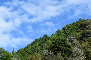 Fototapeta na wymiar 森林と青空と白い雲