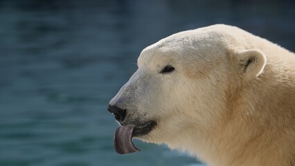 Beautiful Portrait of Polar bear in nature landscape near cold water of ocean, show his long tongue and smile somewhere, funny image