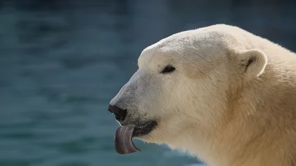 Fotobehang Beautiful Portrait of Polar bear in nature landscape near cold water of ocean, show his long tongue and smile somewhere, funny image © Michael Cola