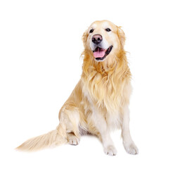 sitting golden retriever front view