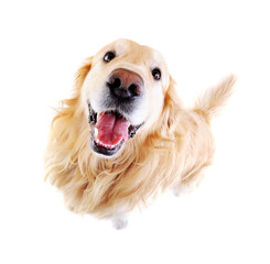 wide angle view of golden  retriever