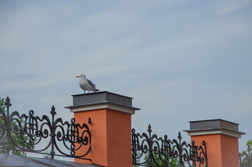 seagull cormorant sitting on a fence against a blue sky