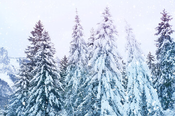 Obraz premium beautiful winter landscape, snow-covered fluffy fir trees, snowfall in the mountains, panorama of mountain peaks, the Swiss Alps in the snow, walks in the winter white forest
