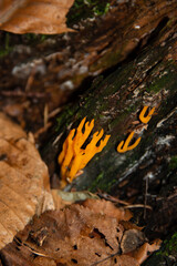 kleiner gelber Pilz - Klebriger Hörnling / Calocera viscosa