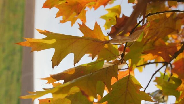 Vertical video. The yellow and green leaves of the Canadian oak sway on the branch when the wind blows. In the background, the field and the horizon are in the background.