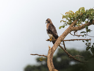 Beautiful Red-tailed hawk portrait on rainy day sitting on top of a tree from puerto rico jungle