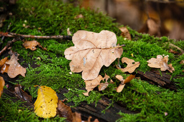 Herbstlicher Eindruck aus dem Wald