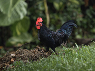 Black Tomaru rooster portrait standing on grass - straw ground in a forest from puerto rico