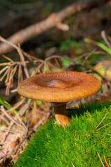 Mushroom on soft background - Paxillus involutus, commonly known as the brown roll-rim, common roll-rim