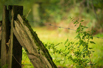 Blick auf die Koppel © loerke.foto