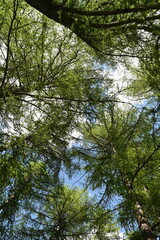 Obraz premium bosco natura primavera 