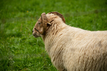 weißer flauschiger Schafbock mit Hörnern