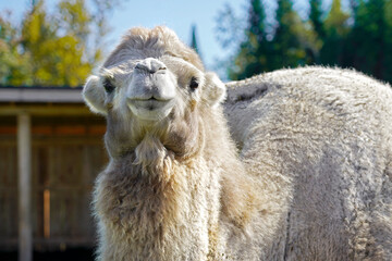 A picture of a camel in captivity in a zoo