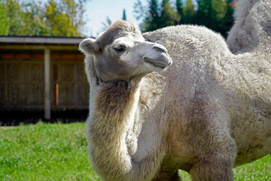 A picture of a camel in captivity in a zoo