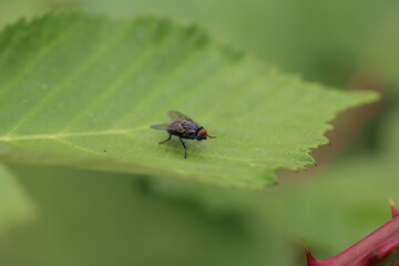 fly on leaf