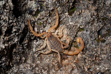 Griechischer Feldskorpion (Aegaeobuthus gibbosus, Mesobuthus gibbosus)