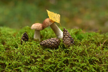 Cones and mushrooms on juicy moss