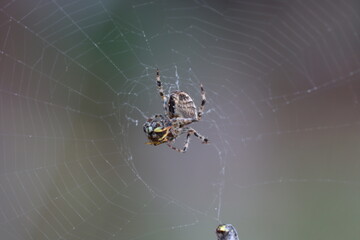 spider on web