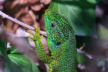 Lézard Vert 