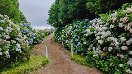 Pathway between trees and flowers in bloom in a park, Sao Miguel, Azores. Portugal