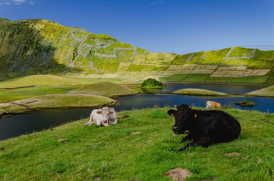 Beautiful scenery of cows by a river in Corvo Island, Azores, Portugal