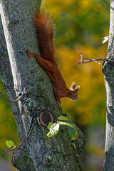 A squirrel photographed with a telephoto lens.