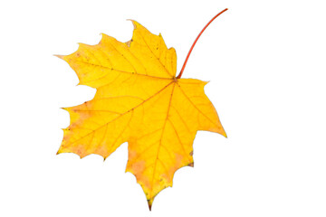 Brightly colored autumn leaves - yellow maple leave isolated - Indian summer