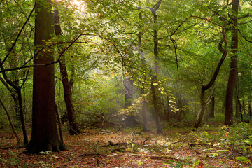 autumn forest in the morning