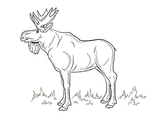 

Animals, elk. Coloring book for children, black and white image. Vector drawing.