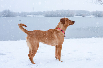a cheerful funny dog plays on the shore of a lake in the snow on a snowy winter day