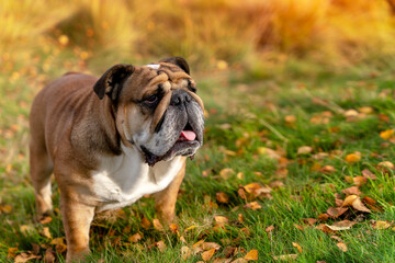 Obraz premium Red English British Bulldog Dog out for a walk looking up sitting in the grass on Autumn sunny day at sunset