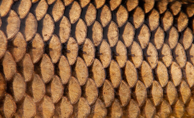 Fish scales close up. The skin of a fish as a background.