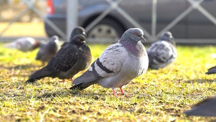 Grey pigeons sit on the ground. Pigeons in the city landscape