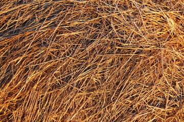 Background of golden dry straw. Natural texture.
