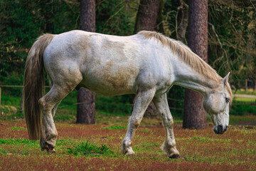 Fototapeta premium Gris Poil