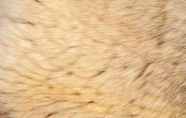Beautiful spotted fur close-up. Texture of brown animal wool. Dog fur.