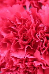 pink carnation flowers