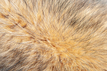 Beautiful spotted fur close-up. Texture of brown animal wool. Dog fur.