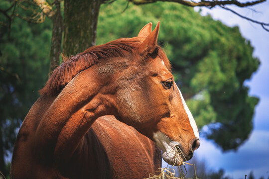 Cheval marron cabré