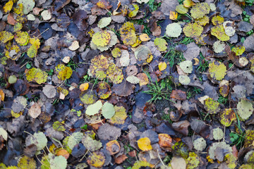 Red and orange autumn leaves background. Outdoor. Colorful backround image of fallen autumn leaves perfect for seasonal use. Space for text.