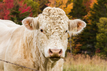 cow in a field