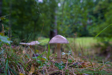 Pilz auf Wiese