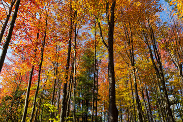 Obraz premium autumn trees in the forest