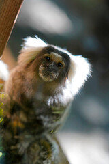 Picture close-up of white tufted common marmoset, callithrix jacchus, ouistiti, small monkey in brazil