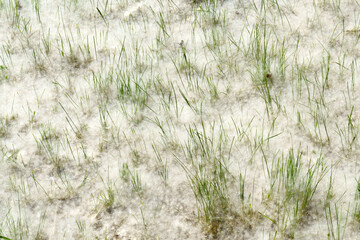 Fluff lies in the green grass texture. Strong allergen, health hazard concept. Seeds of poplar fluff