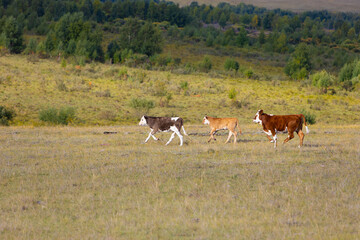 Colorful young bulls running across the field. Three beef cows running on autumn meadow. Aggressive calves gallop through pasture