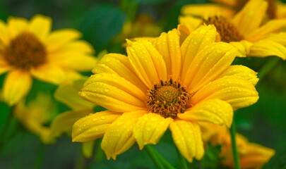 A big yellow flower in round raindrops. Macrophotography of a yellow bud of a garden flower. Floral background for text.