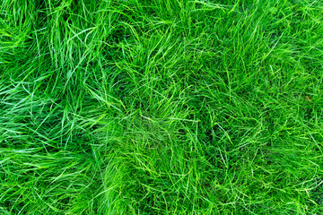 Green grass texture background grass garden concept used for making green. Selective focus